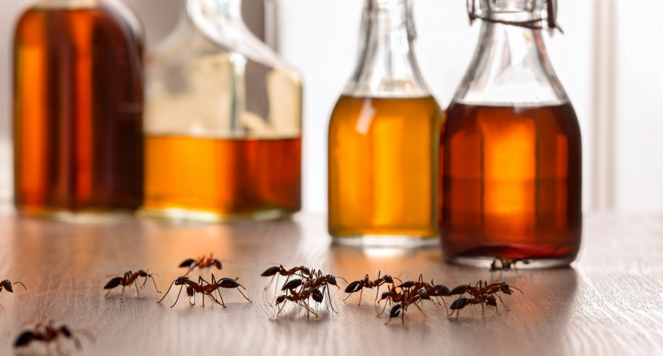 ants on kitchen counter with vinegar bottles behind them
