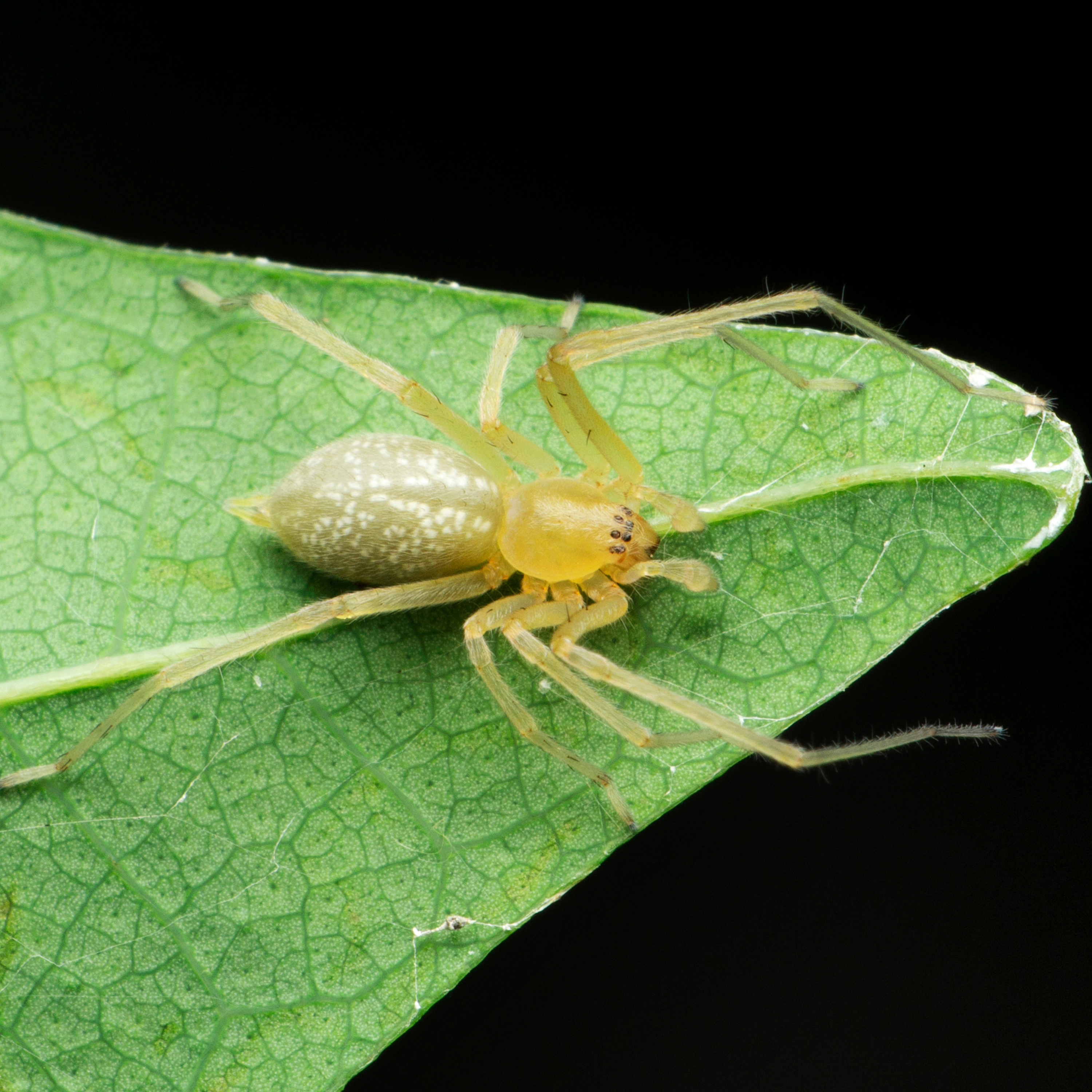 yellow sac spider in NJ