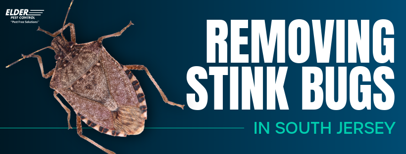 stink bug treatment  in NJ graphic