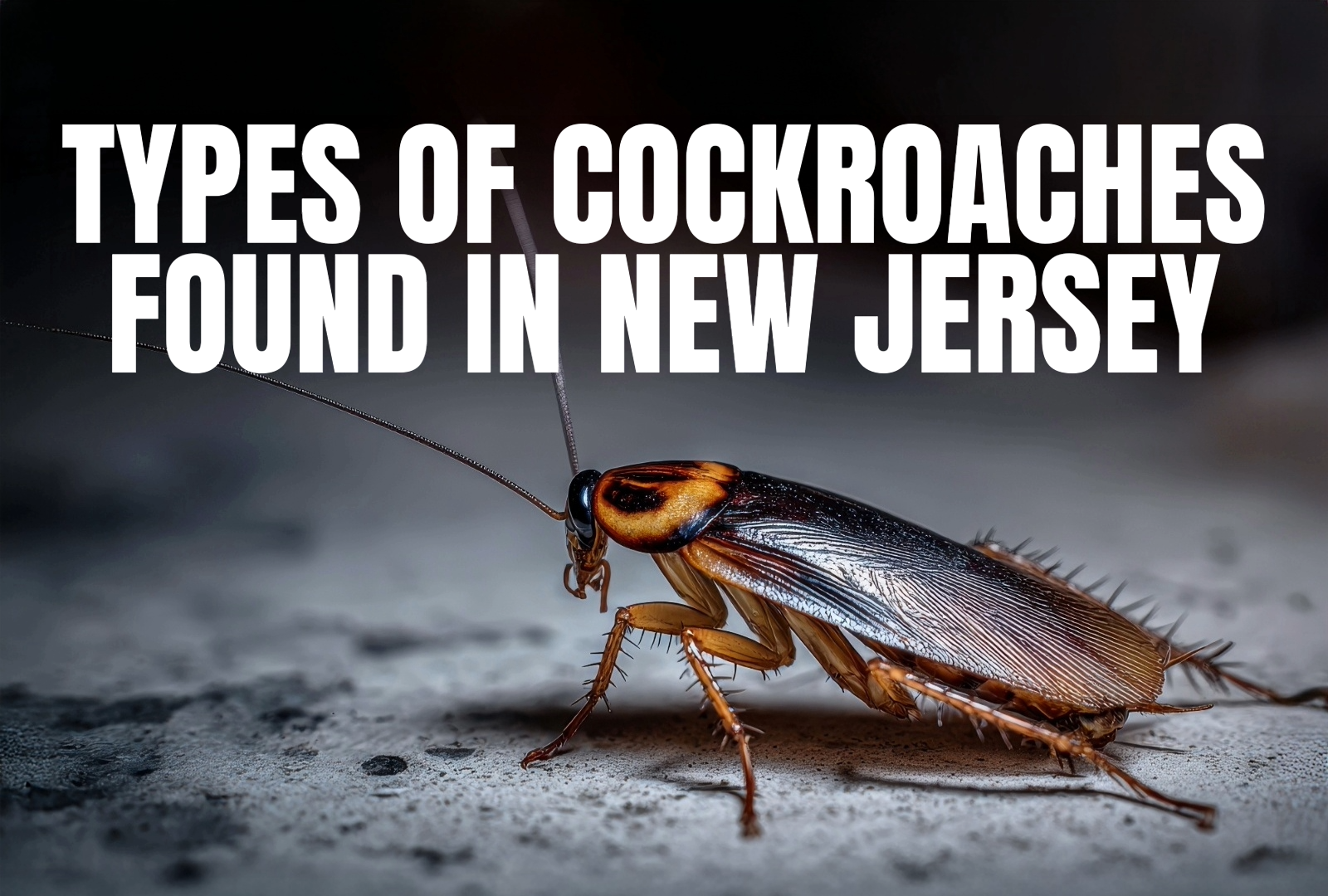 types of cockroaches found in NJ cover image with cockroach on it