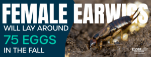 Earwigs (Pincher Bugs): What Are They & How to Get Rid of Them