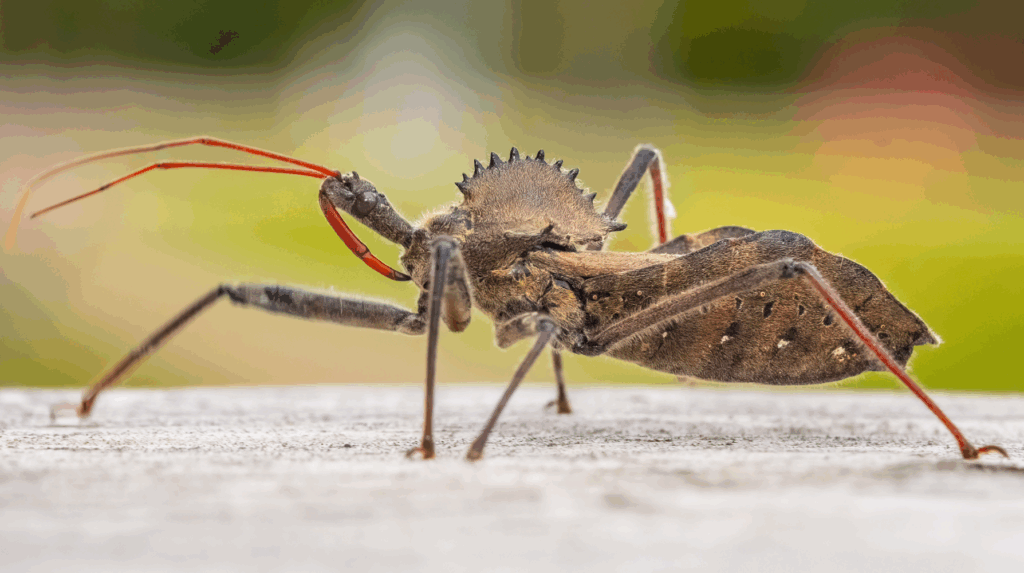 wheel bug