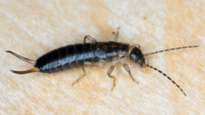 Earwigs (Pincher Bugs): What Are They & How to Get Rid of Them