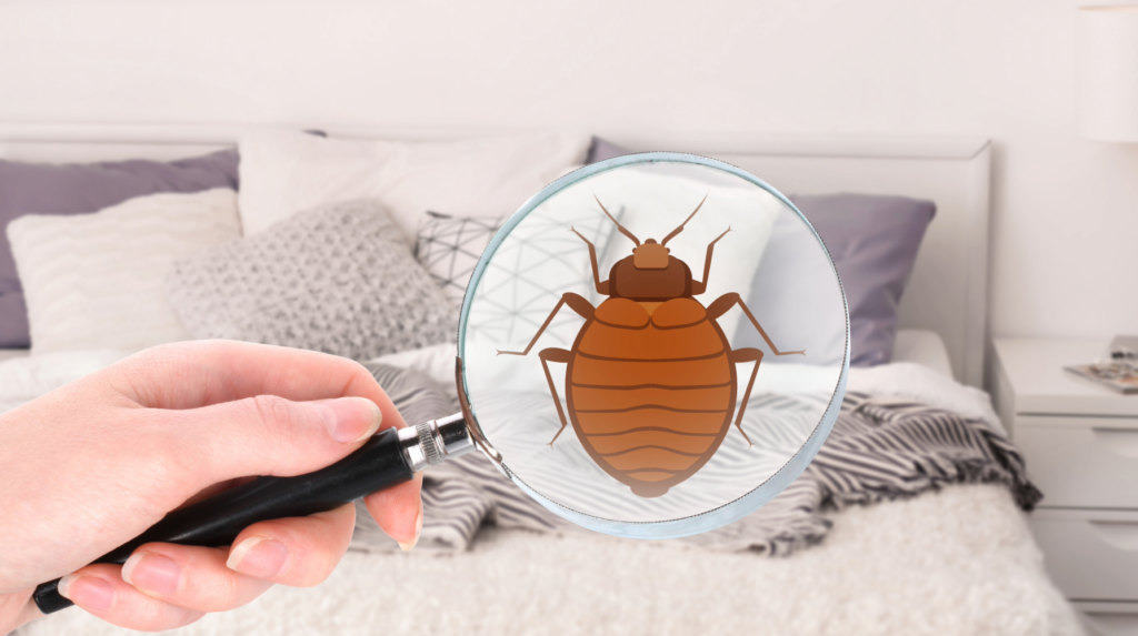 bed bug in magnifying glass