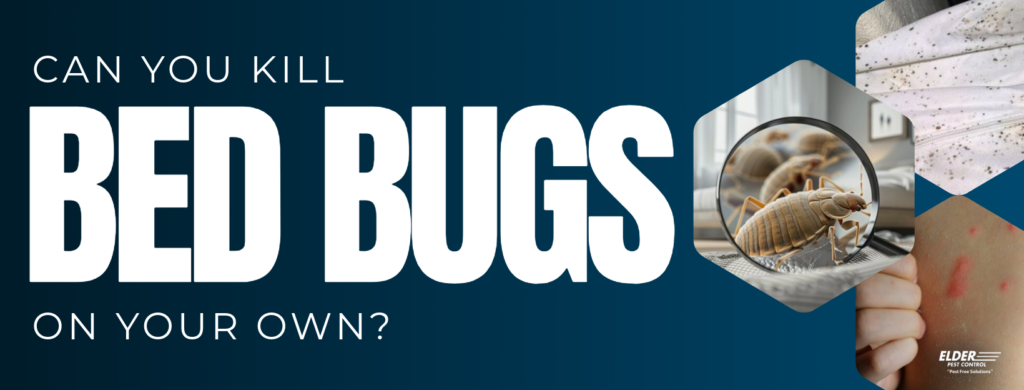 can you kill bed bugs on your own graphic