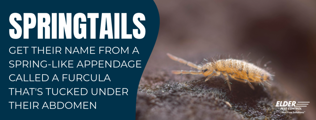 how did springtails get their name