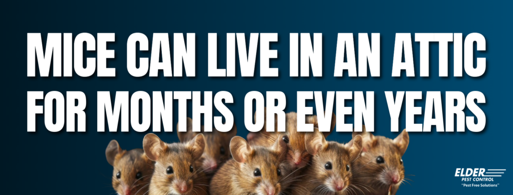 mice can live in the attic for months or even years