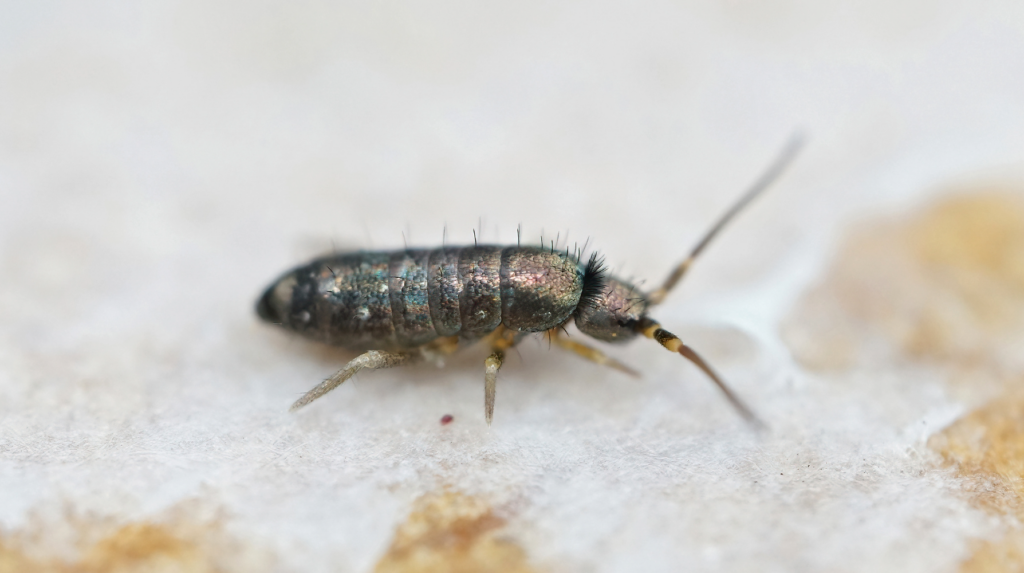 springtail bug