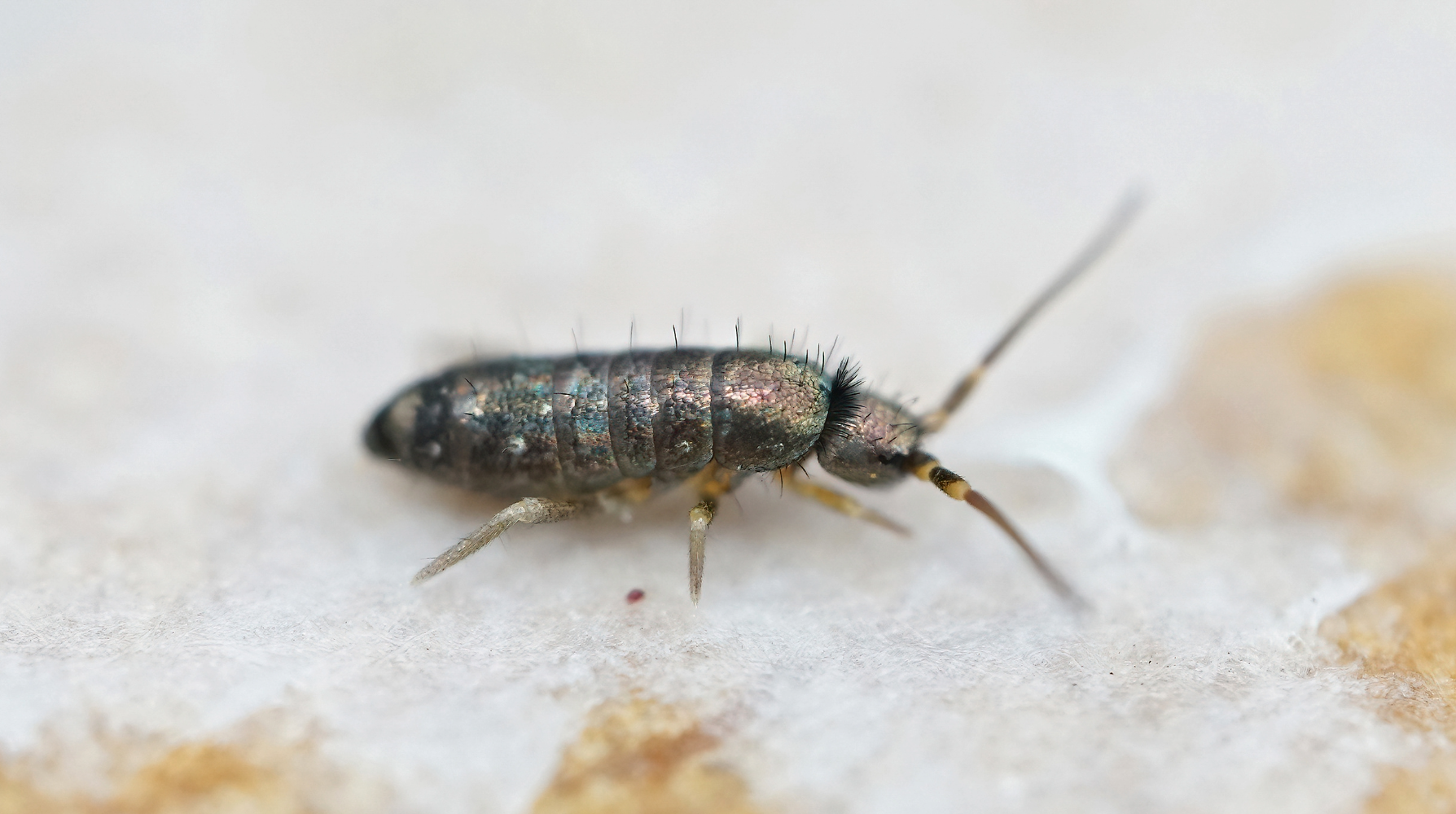 springtail bug