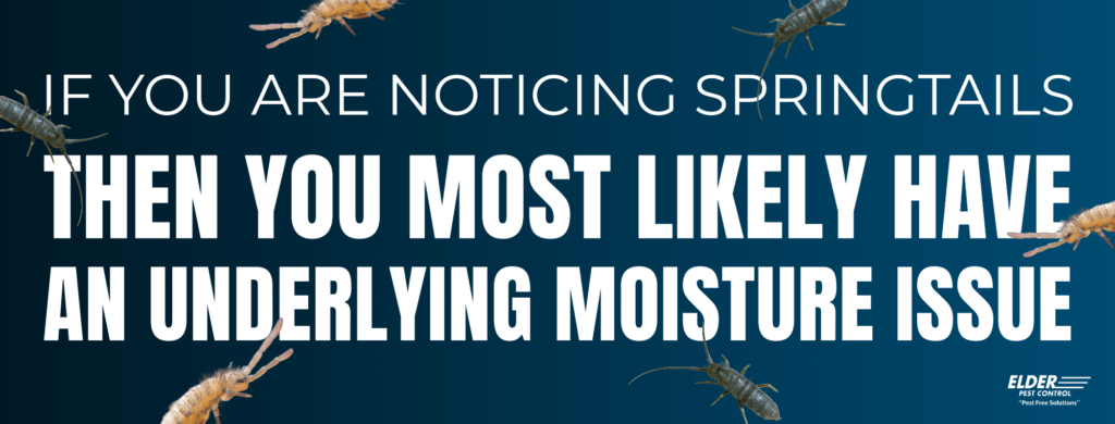 springtails thrive in moisture