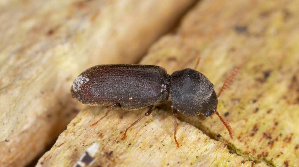 small powderpost beetle