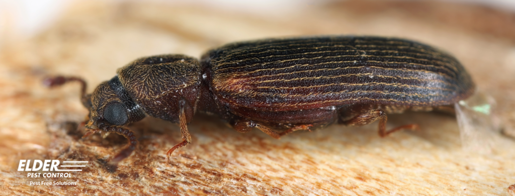 powderpost beetle
