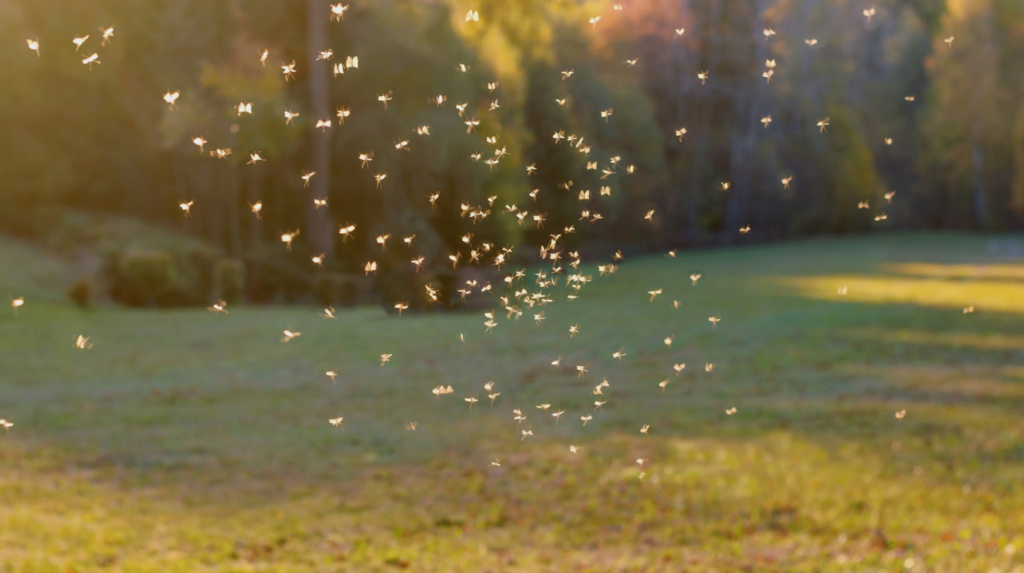 mosquitoes swarming in lawn