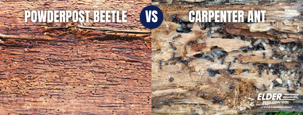 powderpost beetle damage vs carpenter ant damage