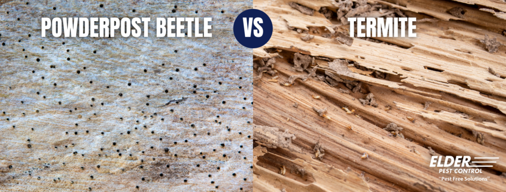 powderpost beetle damage vs termite damage