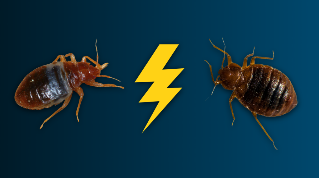 bat bug vs bed bug