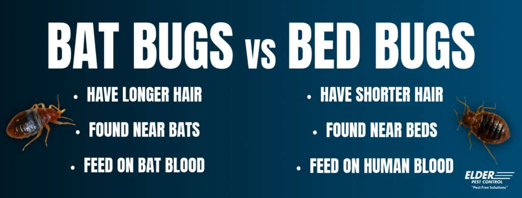 bat bugs vs bed bug facts