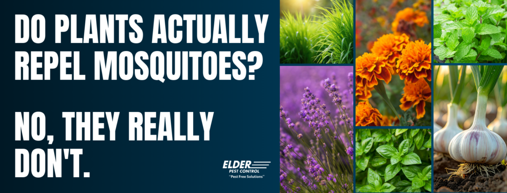 do plants actually repel mosquitoes graphic