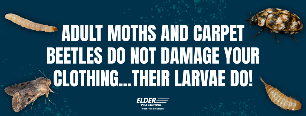 adult moths and carpet beetles do not damage your clothes, their larvae do graphic