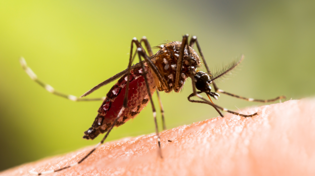 mosquito landing on human arm