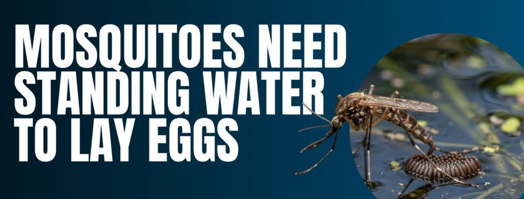 mosquito laying eggs in swampy water with text