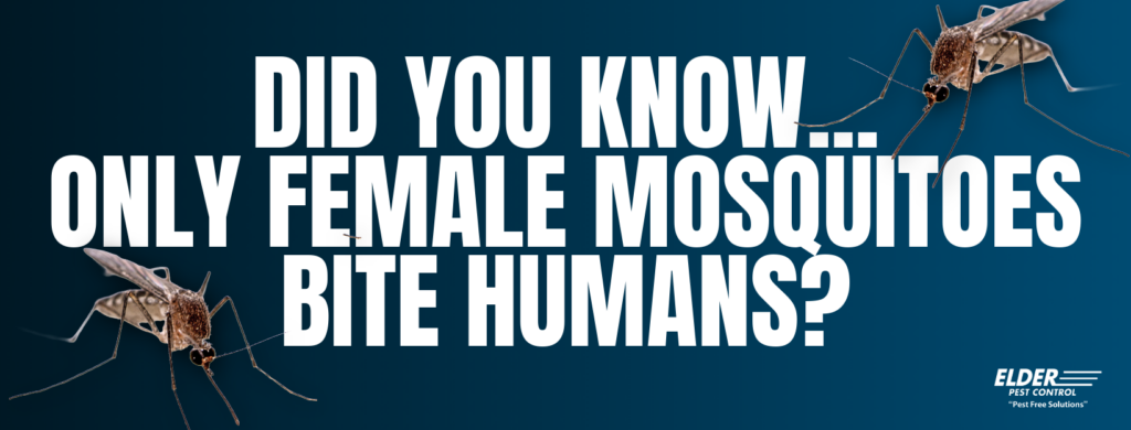 only female mosquitoes bite humans graphic