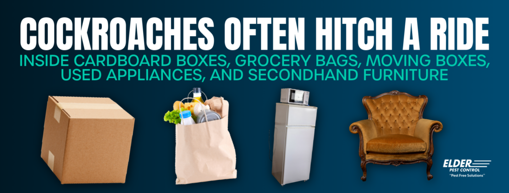 cockroaches often hitch a ride inside on boxes, bags or furniture