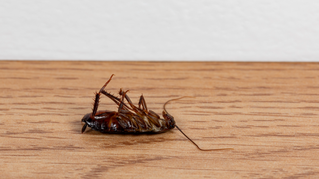 cover photo of dead cockroach