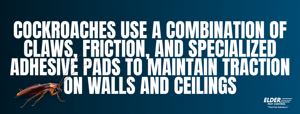 cockroaches use adhesive pads to climb walls graphic