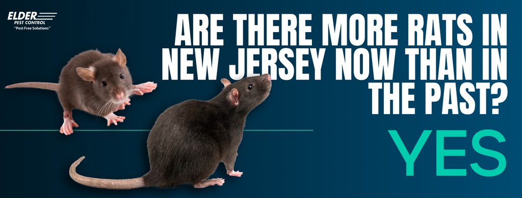 there are more rats in new jersey than ever before graphic