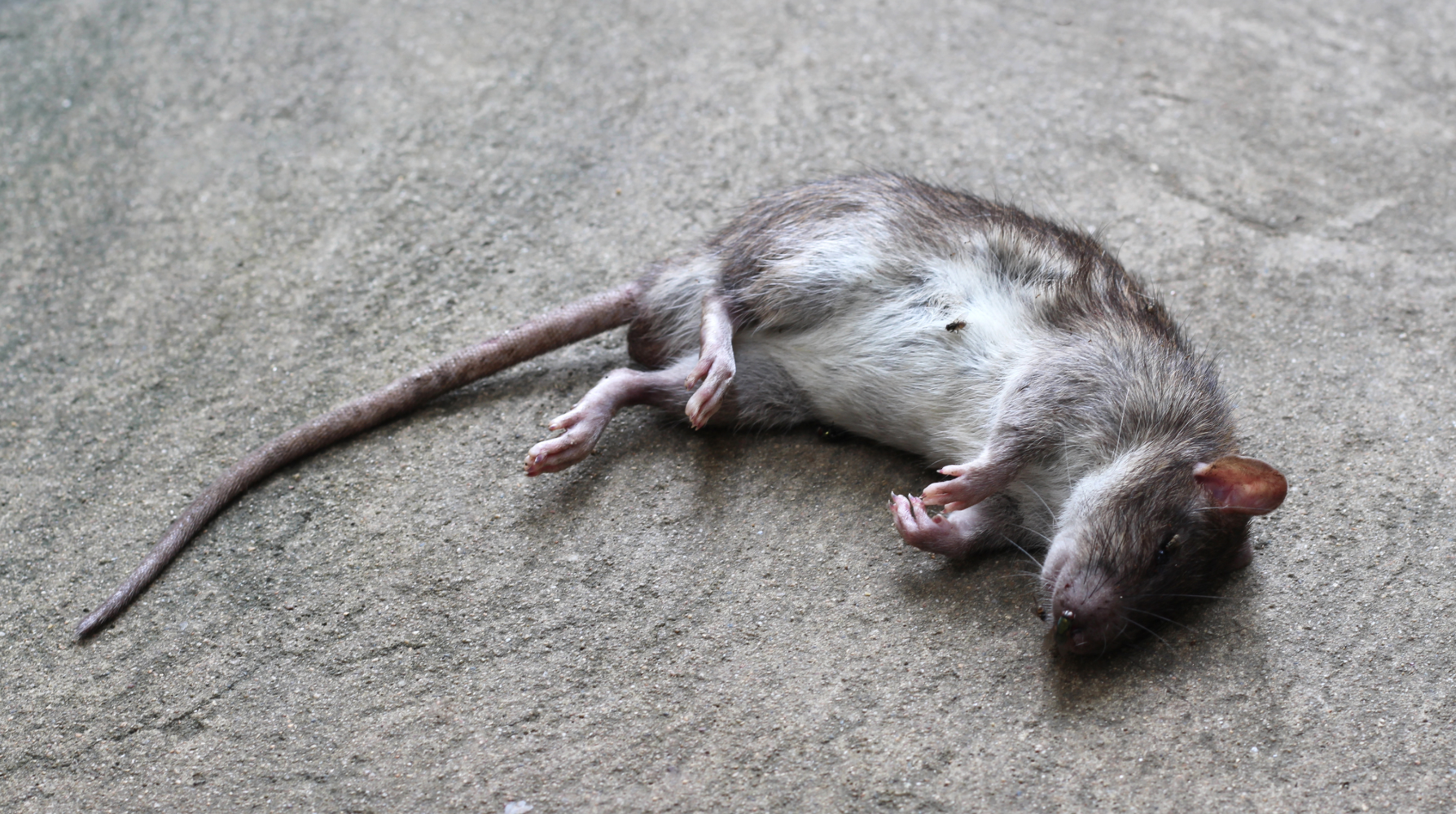 dead rat cover image