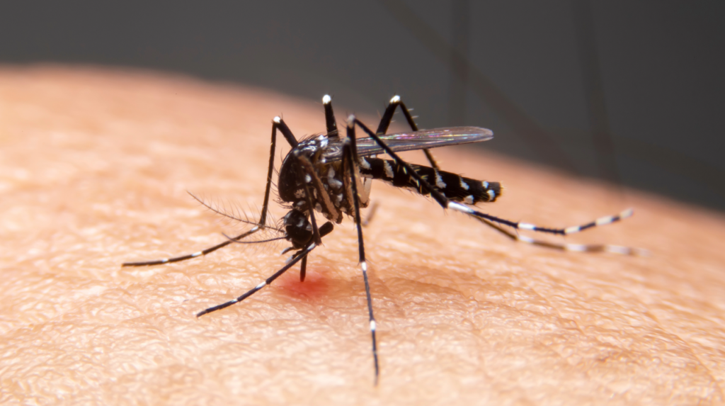 mosquito on arm cover image