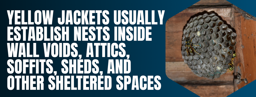 where yellow jackets nest graphic