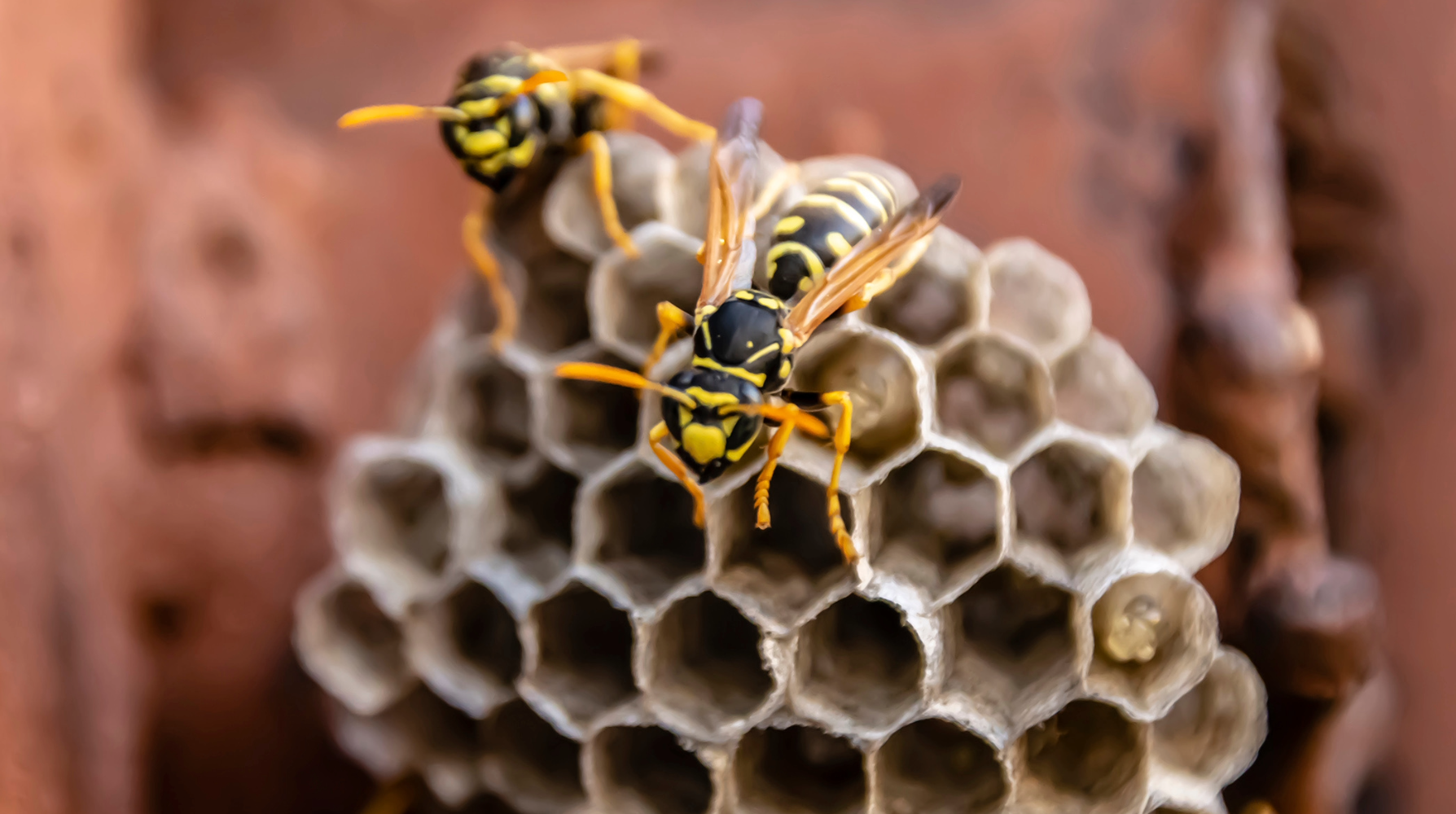yellow jackets on their nest